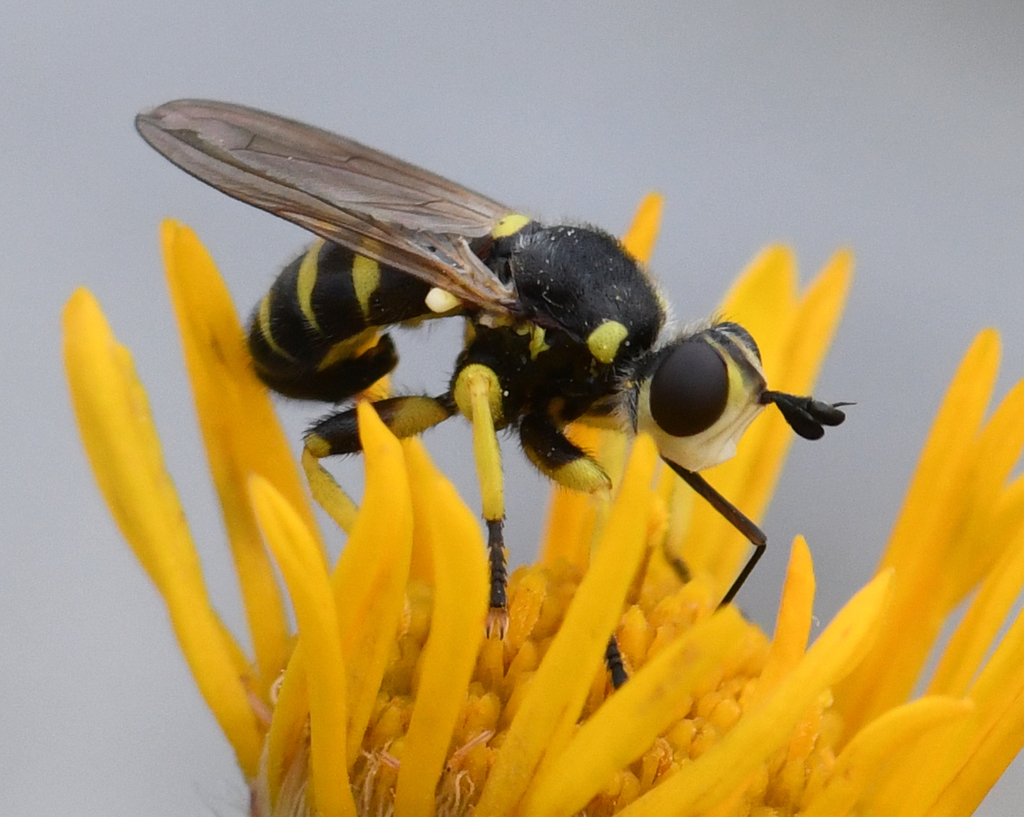 Dalmannia blaisdelli