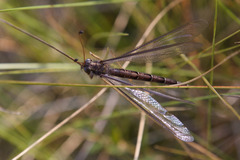 Ascaloptynx appendiculata