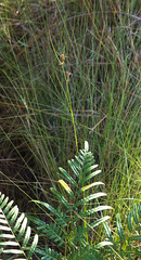 Rhynchospora plumosa