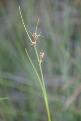 Rhynchospora plumosa