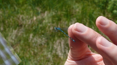 Coenagrion ornatum