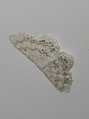 Idaea obfusaria