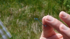 Coenagrion ornatum