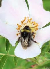 Bombus