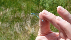 Coenagrion ornatum