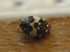 Anthrenus chikatunovi