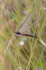 Ascaloptynx appendiculata