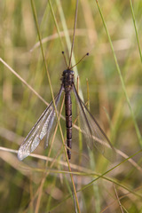 Ascaloptynx appendiculata