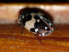 Anthrenus chikatunovi