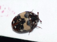 Anthrenus chikatunovi