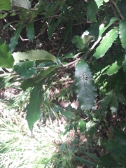 Melicytus ramiflorus