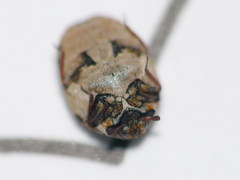 Anthrenus chikatunovi