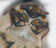 Anthrenus chikatunovi