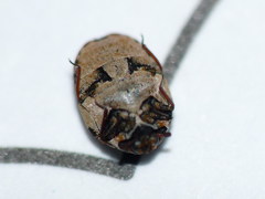Anthrenus chikatunovi