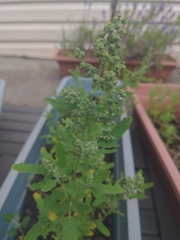 Chenopodium album