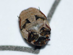Anthrenus chikatunovi