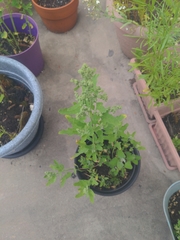 Chenopodium album