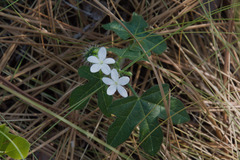 Cnidoscolus stimulosus