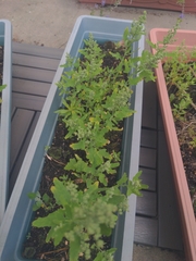 Chenopodium album