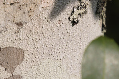 Pertusaria paratuberculifera
