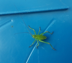 Barbitistes constrictus