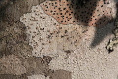 Pertusaria paratuberculifera