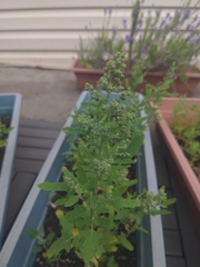 Chenopodium album