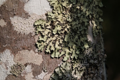 Parmotrema subisidiosum