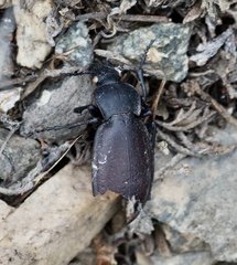 Carabus taedatus