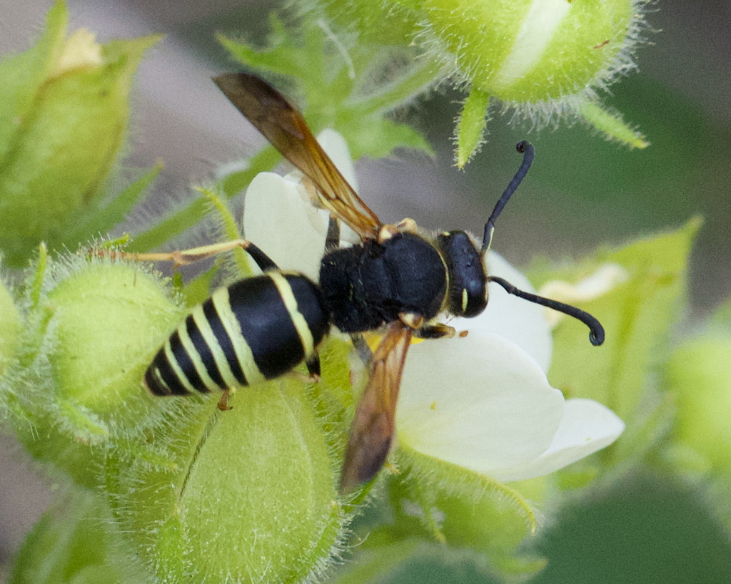 Euodynerus tempiferus