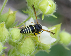 Euodynerus tempiferus