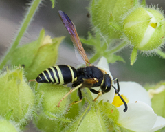 Euodynerus tempiferus