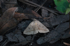 Argyrostrotis flavistriaria