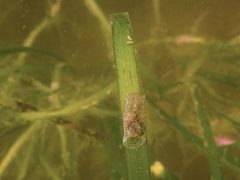 Haminoea vesicula image