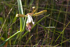 Cleistesiopsis