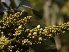 Lepisanthes tetraphylla