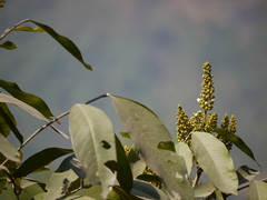 Lepisanthes tetraphylla