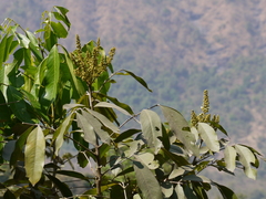 Lepisanthes tetraphylla