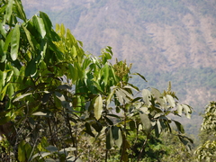 Lepisanthes tetraphylla