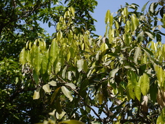 Lepisanthes tetraphylla