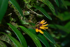 Bulbophyllum retusiusculum
