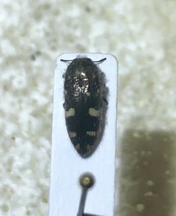 Acmaeodera knullorum