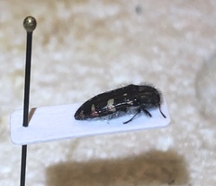 Acmaeodera knullorum