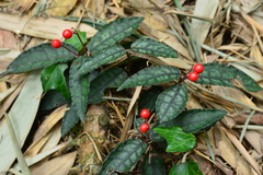 Ardisia violacea