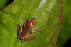Litoria adelaidensis