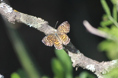 Texola elada