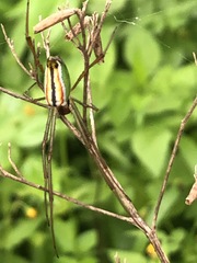 Leucauge levanderi