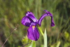 Iris tridentata