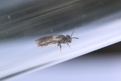 Andrena viridescens