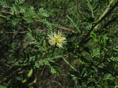 Mimosa ostenii